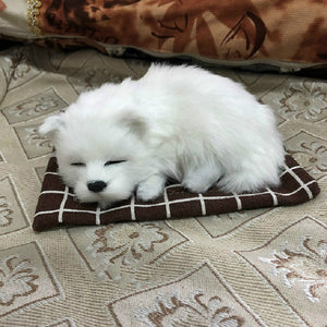 Samoyed