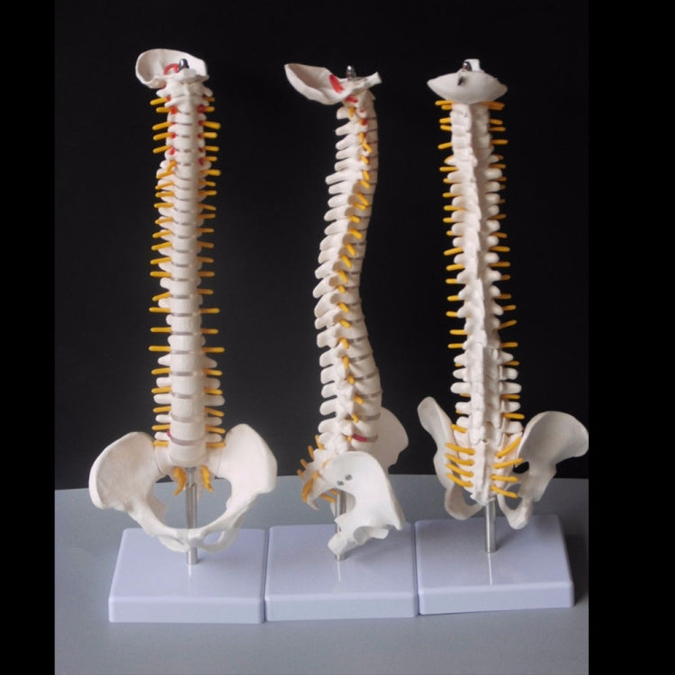 45CM Human Spine with Pelvic Model Human Anatomical Anatomy Spine Medical Model spinal column model+Stand Fexible, Human Spine Model Human Spine Model