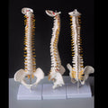 45CM Human Spine with Pelvic Model Human Anatomical Anatomy Spine Medical Model spinal column model+Stand Fexible, Human Spine Model Human Spine Model