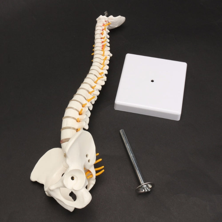 45CM Human Spine with Pelvic Model Human Anatomical Anatomy Spine Medical Model spinal column model+Stand Fexible, Human Spine Model