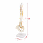45CM Human Spine with Pelvic Model Human Anatomical Anatomy Spine Medical Model spinal column model+Stand Fexible, Human Spine Model