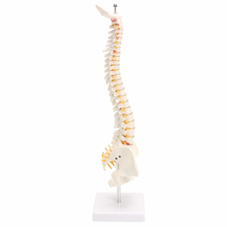 45CM Human Spine with Pelvic Model Human Anatomical Anatomy Spine Medical Model spinal column model+Stand Fexible, Human Spine Model