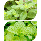 Herb Collection Spice Seeds, New / Old Packaging Ships Randomly, Cedarwood, Thyme