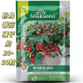MARSEED 20-30pcs /Pack Potted Dwarf Pink Bird Tomato Seeds Default Title