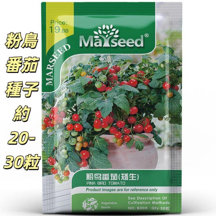 MARSEED 20-30pcs /Pack Potted Dwarf Pink Bird Tomato Seeds Default Title