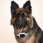 B800 Smart Anti-Bark Collar Electric Shock Dog Trainer With Color Screen & Anti-False Trigger, IP68 Waterproof, Magnetic Charging, Electric Shock Gray, Electric Shock Black