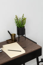 Thyme in Black Pot with Stand