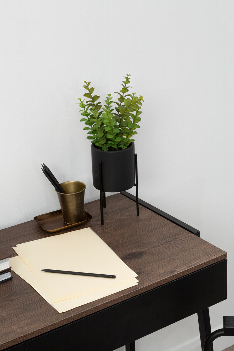 Thyme in Black Pot with Stand