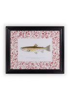 Fish II Framed Print- A Quiet Classic with Personality