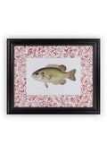 Fish IV Framed Print British, and Just a Bit Brilliant