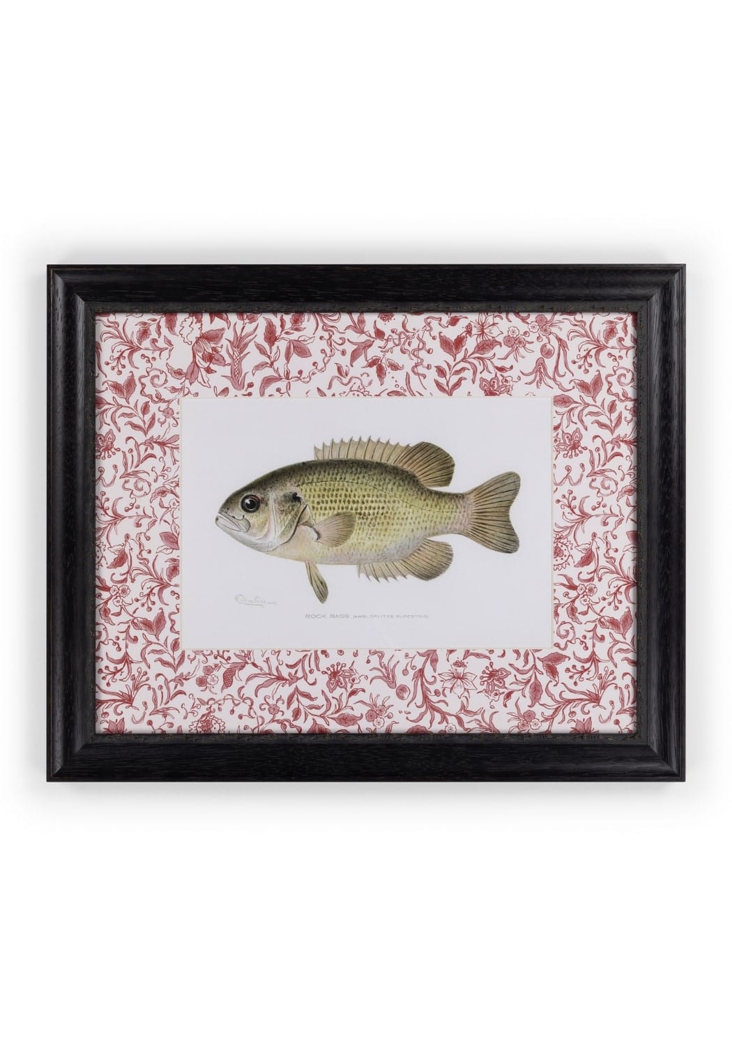 Fish IV Framed Print British, and Just a Bit Brilliant