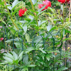 Garden Log Roll Green Wire Border Fencing 25cm x 10m