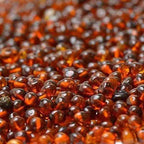 Child Brandy Snap Cognac Baltic Amber Necklace