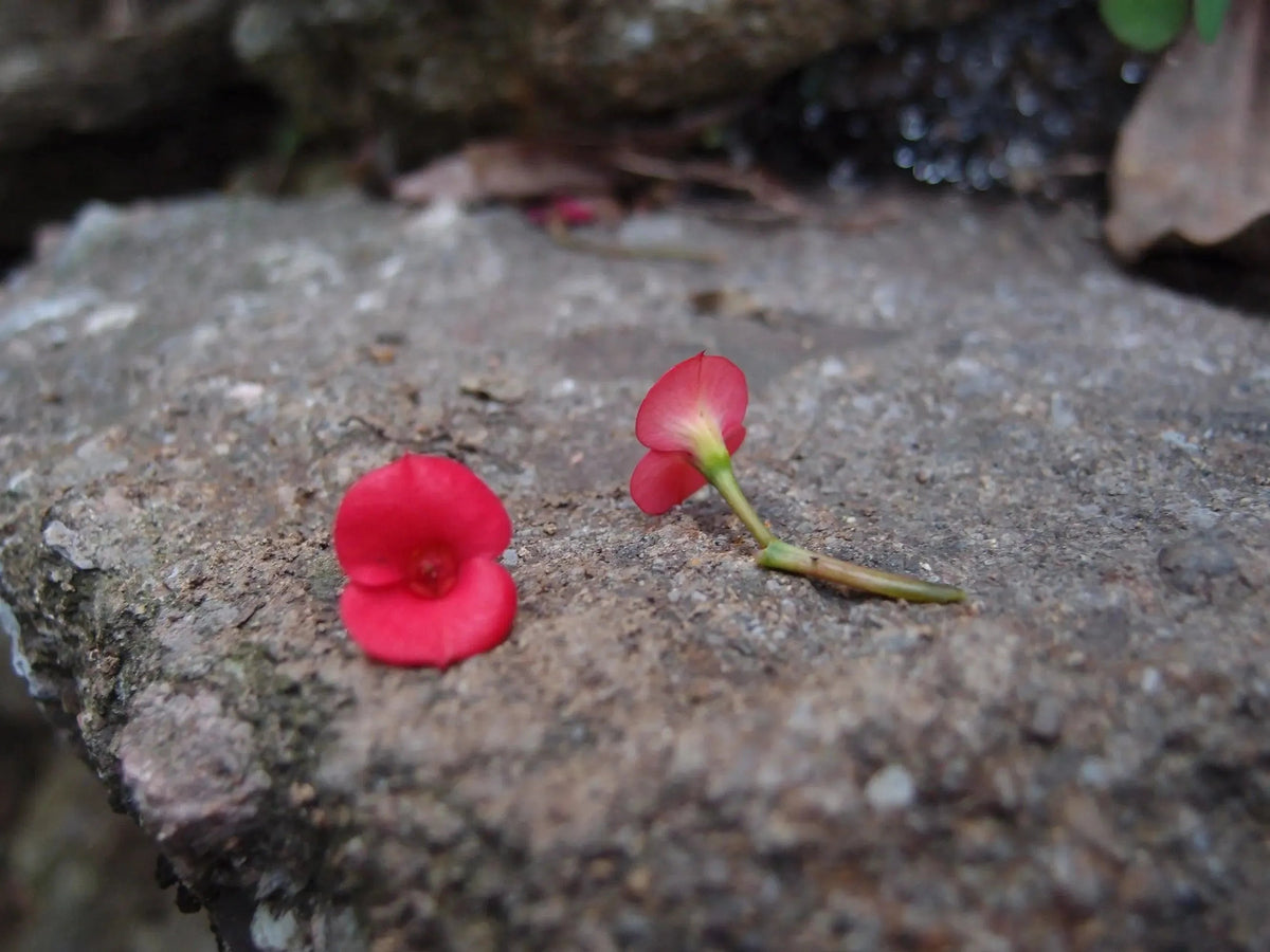 Poppy Ring - Adjustable