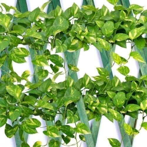Expanding Garden Trellis Wooden Plant Flower Support Screen Panel Wall Green