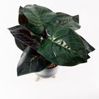 35cm Artificial Ficus Plant with Teal Blue Green Ceramic Planter