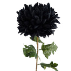 6x Black XL Chrysanthemum - Silk Petals - 75cm