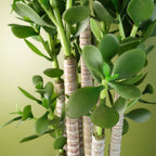 Deluxe 75cm Green Jade Plant: Exquisite, Realistic, Elegant, Sophisticated, for Any Space
