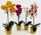 48cm Harlequin Orchid Artificial - Pink with Gold Pot