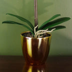 Realistic 46cm Artificial Orchid White / Gold, Real Touch Leaves + Pot