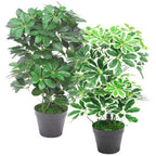 55cm Dark Green Artificial Schefflera Arboricola: Realistic, Safe