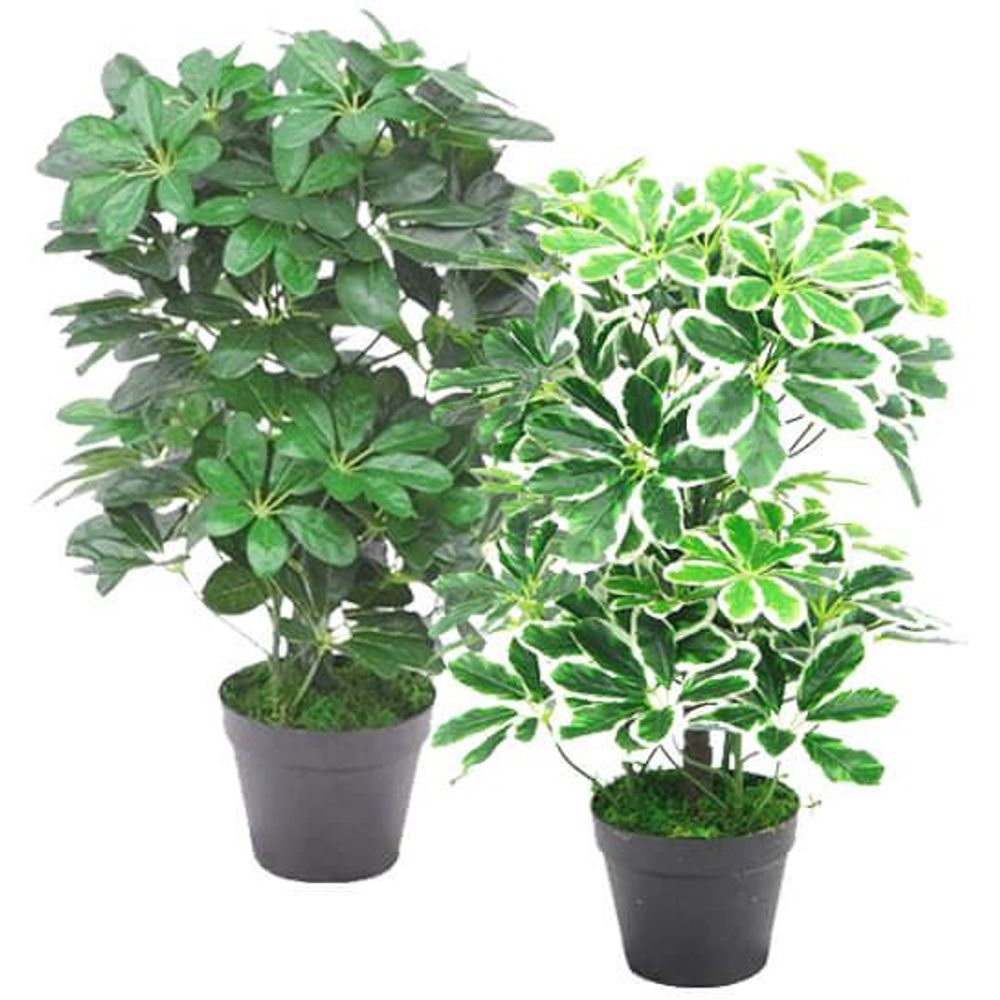 55cm Dark Green Artificial Schefflera Arboricola: Realistic, Safe
