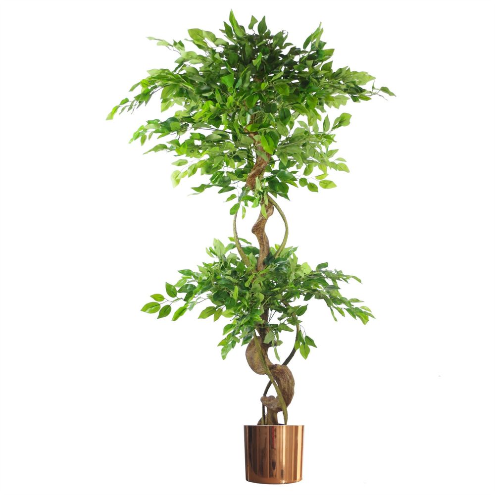 150cm Artificial Japanese Fruticosa Ficus Tree - Twisted Trunk - Copper Planter