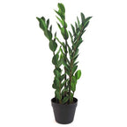 75cm Artificial Zanzibar Green Gem Zamioculcas Succulent Indoor Plant with Leaf Detail
