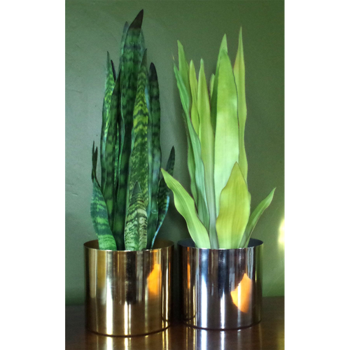 70cm Artificial Sansevieria Zeylanica Plant
