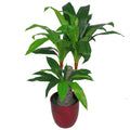 75cm Artificial Dracaena Plant - Wide Trunk Triple Branch Large