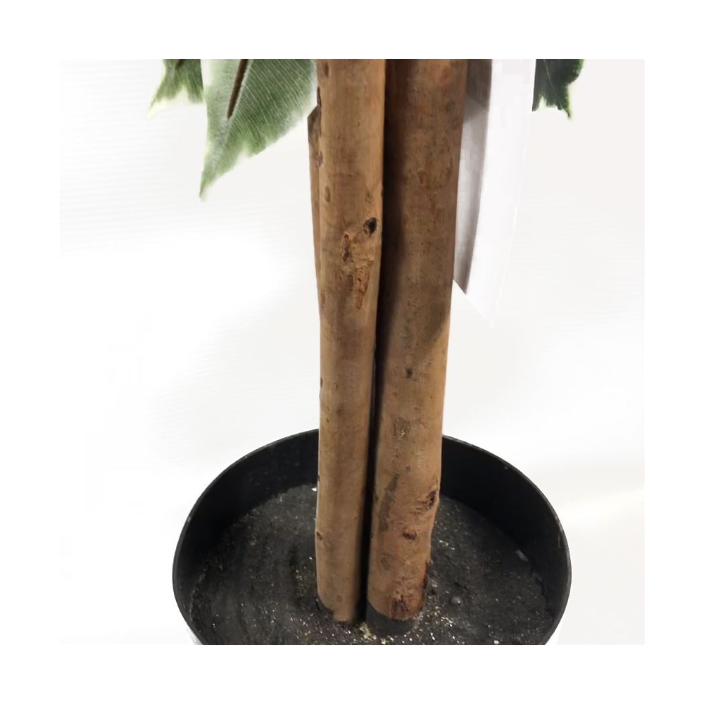 130cm Tall Variegated White and Green Bushy Ficus Tree