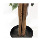 130cm Tall Variegated White and Green Bushy Ficus Tree