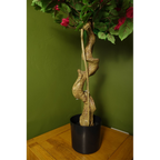 150cm Pink Japanese Silk Bougainvillea Tree: High Quality, Exquisite Beauty