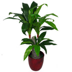 75cm Artificial Dracaena Plant - Wide Trunk Triple Branch Large