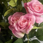 60cm Rose Bush Pink Silk Flowers and Leaves with Leaves Details