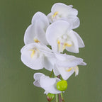 Realistic 46cm Artificial Orchid White / Gold, Real Touch Leaves + Pot