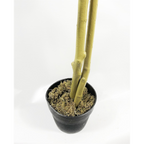 Red Ficus Tree - 120cm (4ft) - Realistic & Durable - Gold Metal Planter
