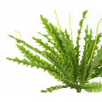 40cm Artificial Crocodile Fern Plant