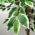 150cm Ficus Tree - 1008 Silk Leaves - Realistic & Maintenance-Free