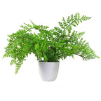 30cm Artificial Potted Royal Fern - Realistic & Indoor Plant