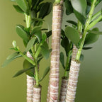 Deluxe 75cm Green Jade Plant: Exquisite, Realistic, Elegant, Sophisticated, for Any Space