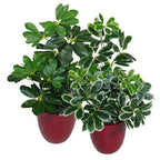 55cm Variegated Artificial Schefflera Arboricola Plant with Stunning Detail