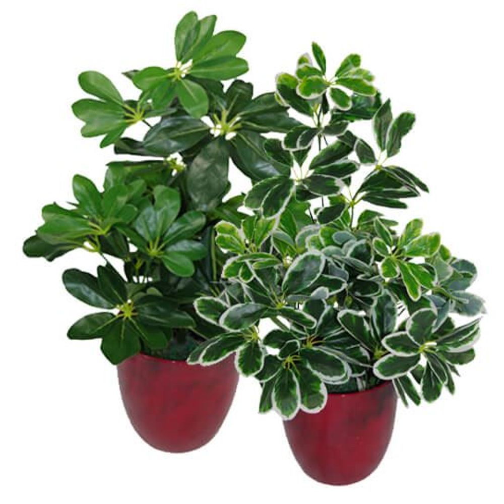 55cm Variegated Artificial Schefflera Arboricola Plant with Stunning Detail