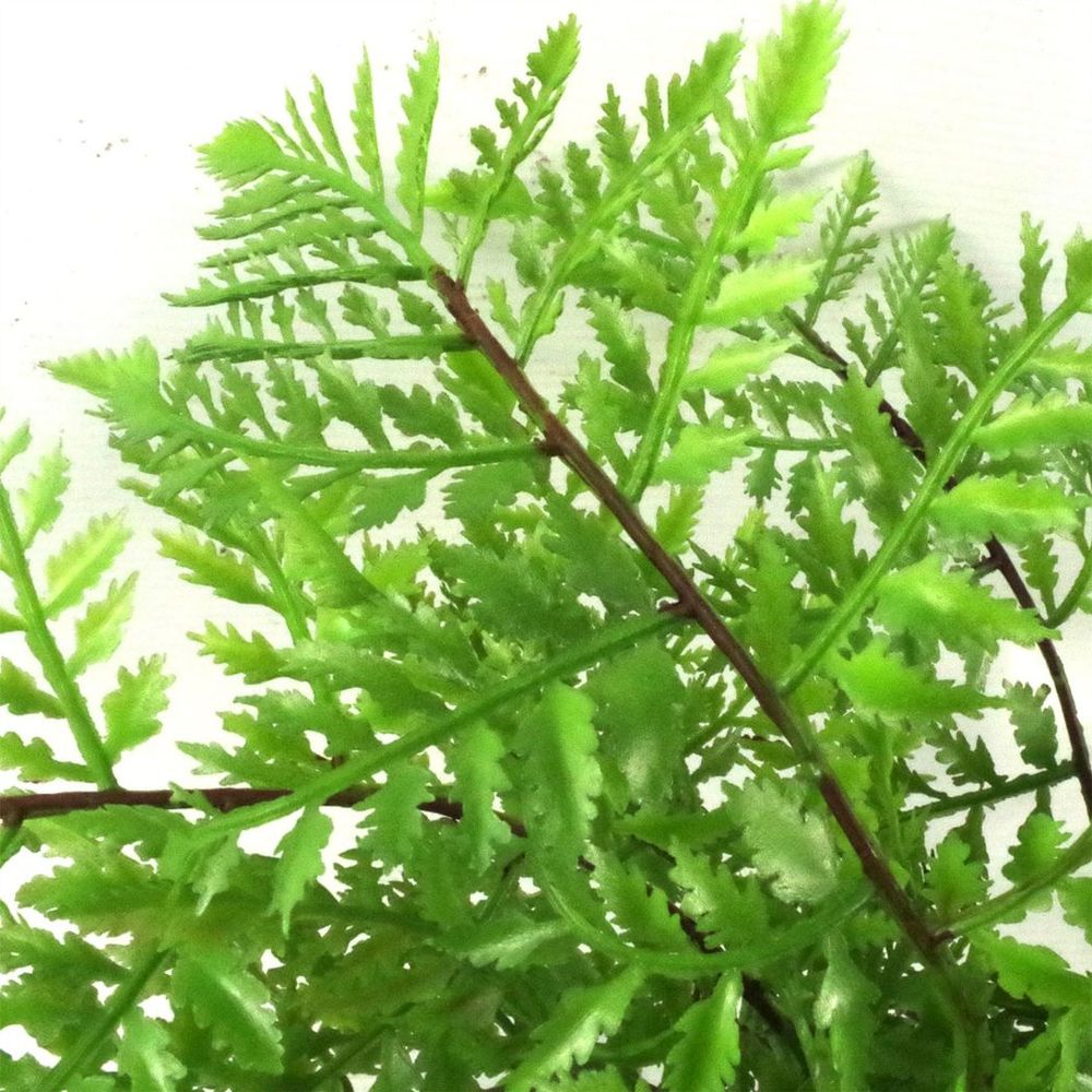 Pack of 3 x 30cm Artificial Ferns Southern Wood Lady and Royal Potted in Wood