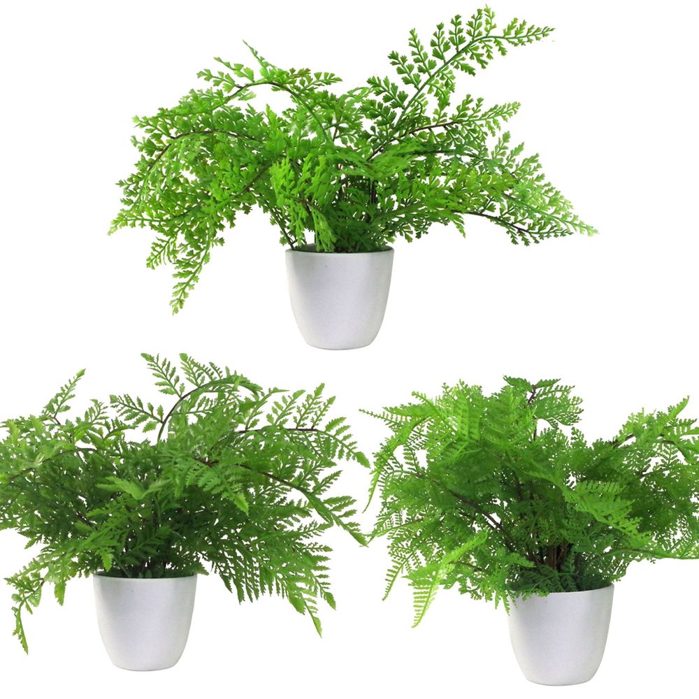 Pack of 3 x 30cm Artificial Ferns Southern Wood Lady and Royal Potted in Wood
