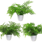 Pack of 3 x 30cm Artificial Ferns Southern Wood Lady and Royal Potted in Wood