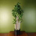 Deluxe 75cm Green Jade Plant: Exquisite, Realistic, Elegant, Sophisticated, for Any Space