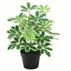 55cm Variegated Artificial Schefflera Arboricola Plant with Stunning Detail