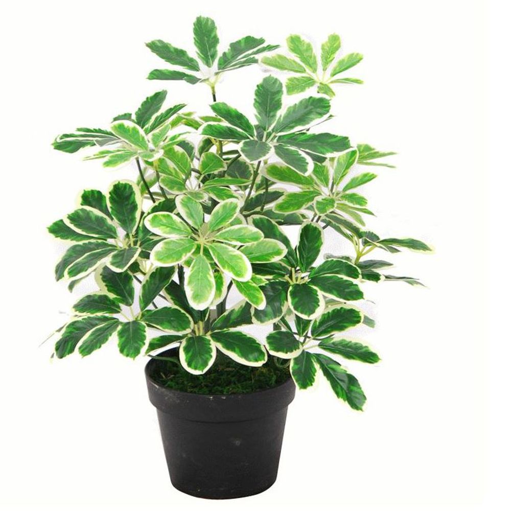 55cm Variegated Artificial Schefflera Arboricola Plant with Stunning Detail