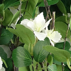 60cm Flower Foliage Spray - White